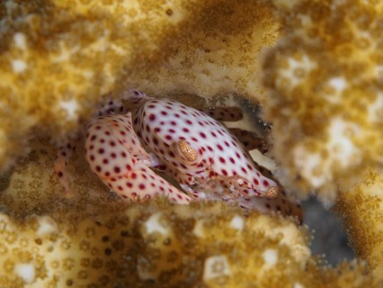 Tiger coral crab