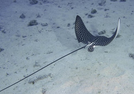 Spotted eagle ray