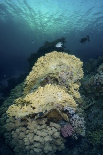 Net fire coral