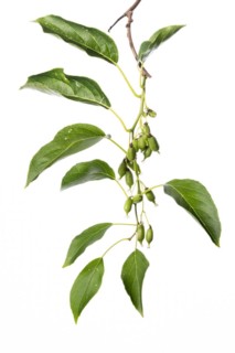 Hardy kiwi