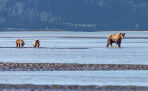 A brown bear