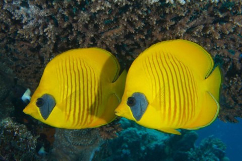 Pair of bluecheek butterflyfish