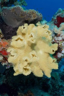 Rough leather coral