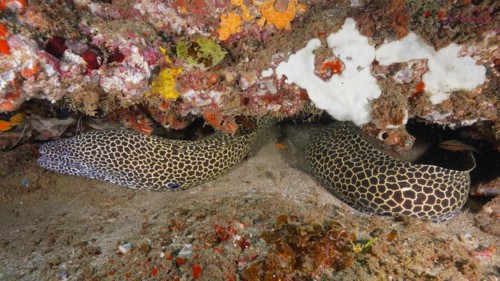 Laced moray