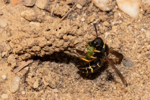 Common chimney wasp with open wings and green caterpillar hanging from breeding tube