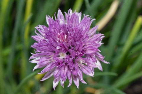 Chives purple open flower