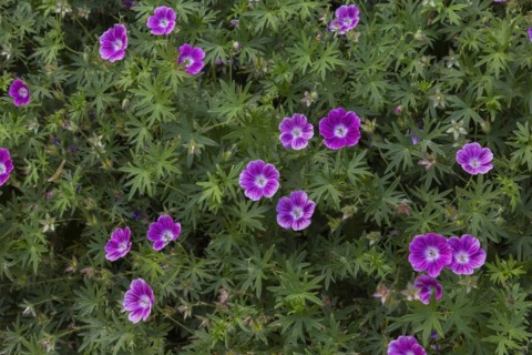 Bloody Cranesbill