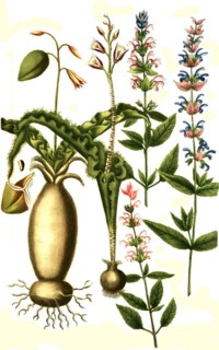 Botany