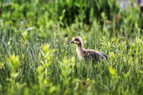 Greylag Goose