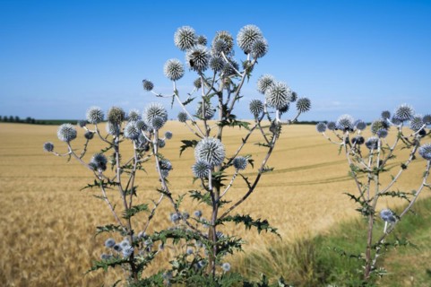 Great globe thistle