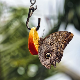 Owl butterfly