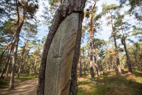 Darss primeval forest