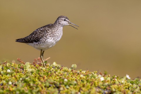 Wood Sandpiper