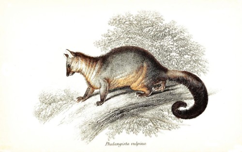 Fox cusus