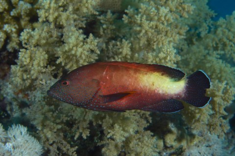 Yellowfin hind