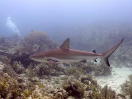 Caribbean reef shark