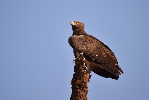 Martial Eagle