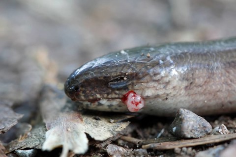 Western slow worm