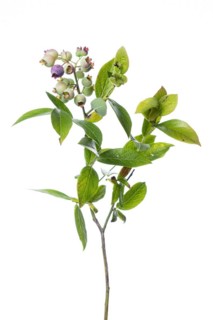 European blueberry