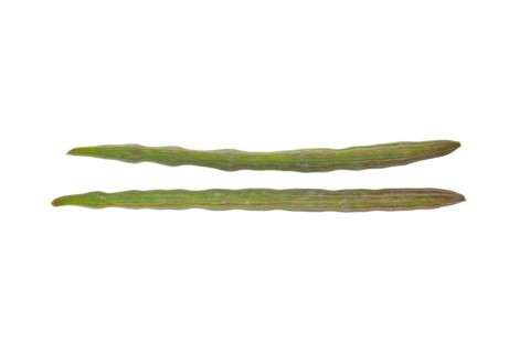 Moringa