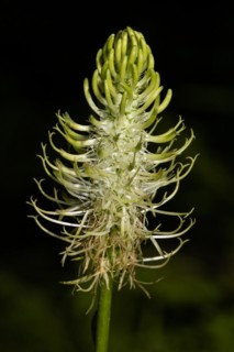 Spikey devils claw greenish-white flower