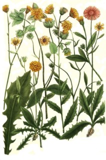 Botany