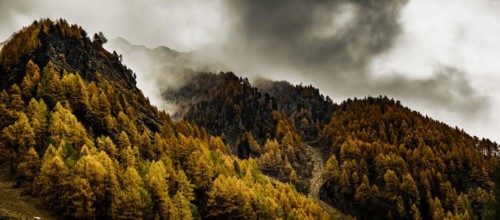 Autumn larch