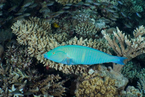 Indian longnose parrotfish