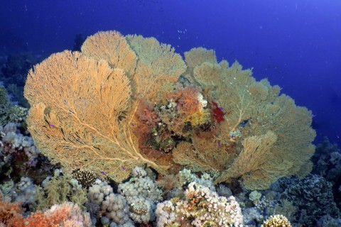 Giant sea fan