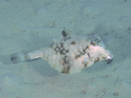 Pyramid Trunkfish