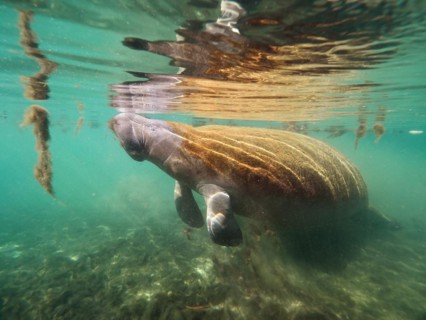 West indian manatee
