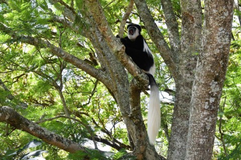 Mantled guereza