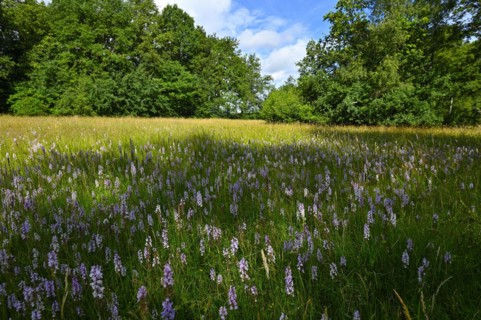 Spotted moorland spotted orchid