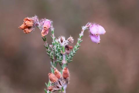 Cross-leaved heath