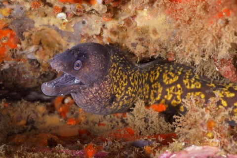 Mediterranean moray