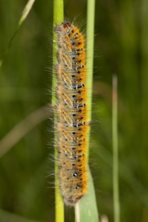 Clover moth Caterpillar hanging on green stalk looking up
