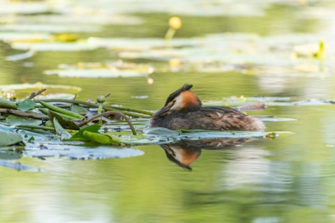 Great Crested Grebe
