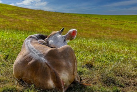 Cow lying on pasture