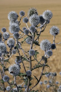 Great globe thistle