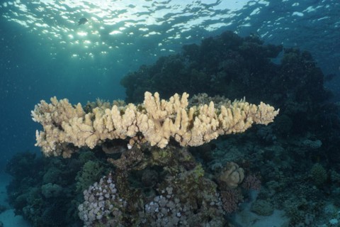 Pharaohs antler coral