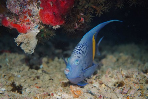 Portrait of halfmoon angelfish