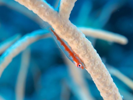 Dwarf Goby