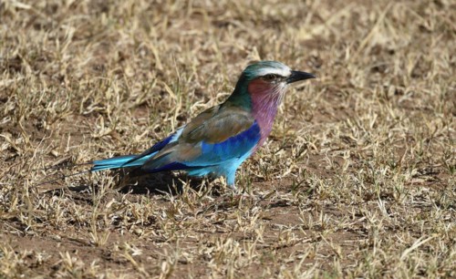 Lilac-breasted roller