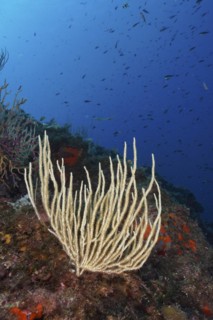 White gorgonian