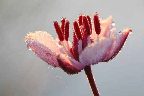 Flowering rush
