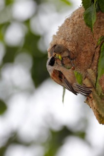 Eurasian penduline tit