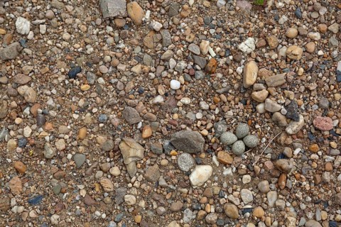 Little Ringed Plover