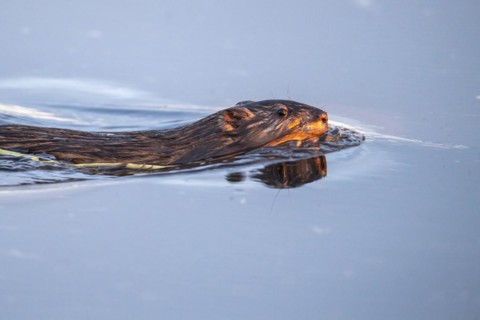 Swimming muskrat