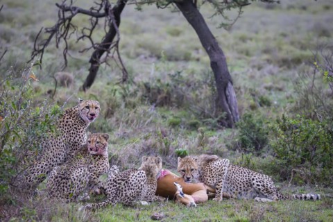 Cheetah