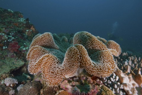 Mushroom leather coral